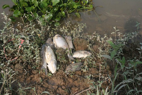 Đã tìm ra nguyên nhân cá chết hàng loạt trên sông Thương - ảnh 1