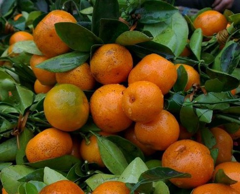 Một thúng rau lãi không mua nổi một cân thịt - ảnh 3