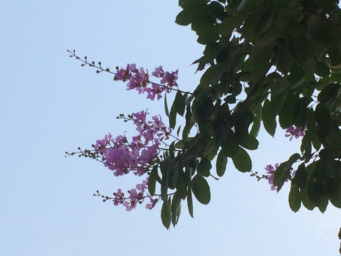 Chiêm ngưỡng con đường đẹp bậc nhất Điện Biên Phủ - ảnh 8