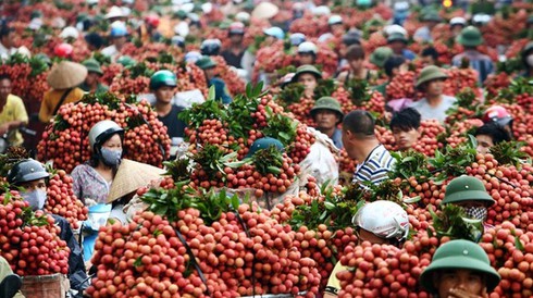 Chính phủ “vạch” 4 giải pháp tiêu thụ dưa, hành