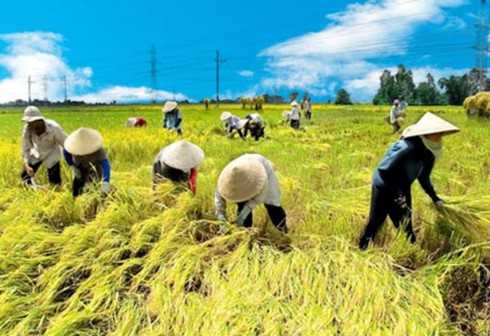 Uỷ ban Kinh tế: Đất ngập mặn không thể trồng lúa thì nên chuyển đổi - ảnh 1