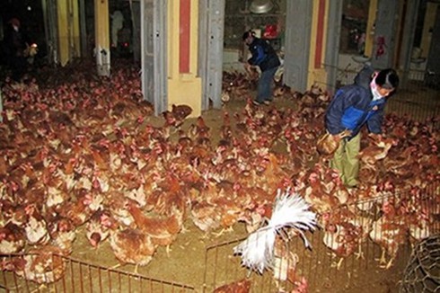 Công văn khẩn chỉ đạo phòng, chống cúm A H7N9 - ảnh 1
