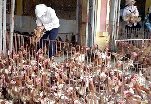 Gà thải nhập lậu ồ ạt vào Việt Nam - ảnh 1