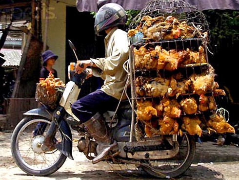 Phát hiện gà thải loại chứa kháng sinh ở Hà Nội - ảnh 1