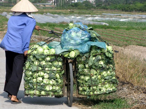 Nguy cơ xóa sổ vùng rau an toàn của Hà Nội - ảnh 3