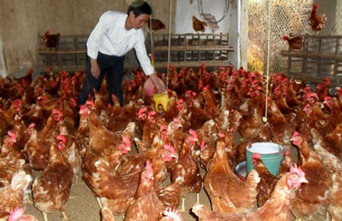 Giá thịt, trứng gia cầm tăng vọt - ảnh 2