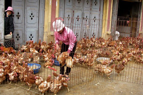 Cận Tết, gà thải Trung Quốc vẫn hoành hành chợ Hà Vỹ - ảnh 1