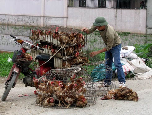Cận Tết, gà thải Trung Quốc vẫn hoành hành chợ Hà Vỹ - ảnh 2