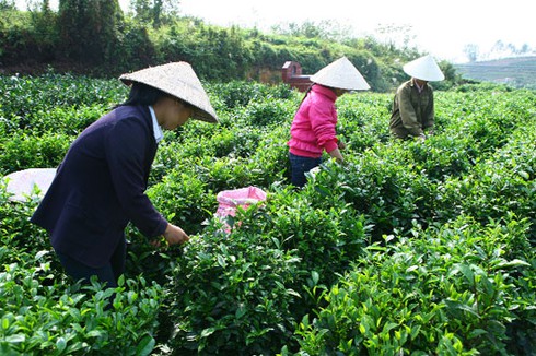 Chỉ 1- 3% vốn FDI đầu tư vào nông nghiệp - ảnh 1