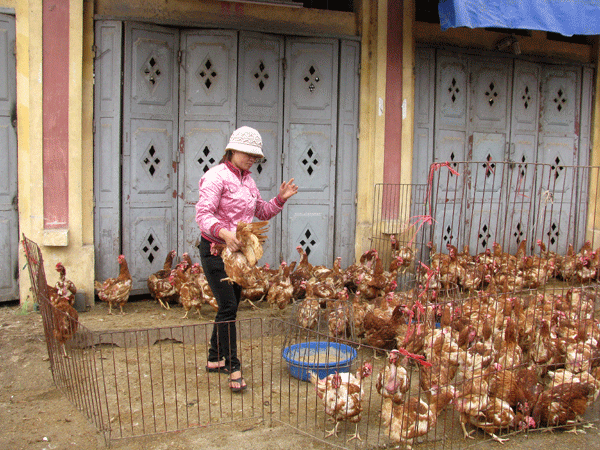 120 triệu USD phòng dịch cúm A(H7N9) - ảnh 1