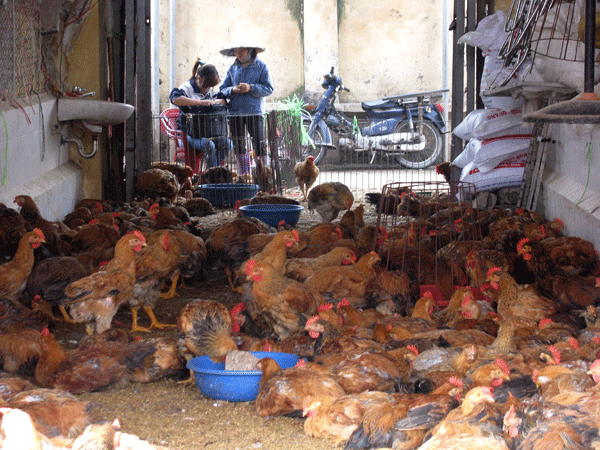 Hà Nội đau đầu vì gà lậu