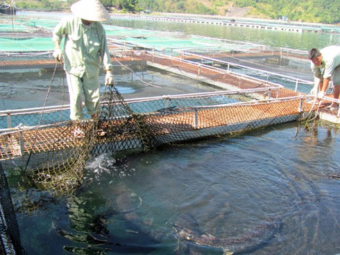 95% cá tầm miền Bắc không rõ nguồn gốc - ảnh 1