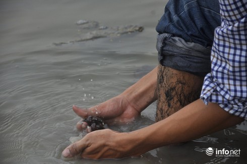 Hiện tượng lạ: Chân đen thui sau khi lội ruộng ở Sài Gòn - ảnh 3