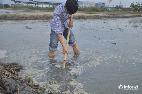 Hiện tượng lạ: Chân đen thui sau khi lội ruộng ở Sài Gòn - ảnh 2