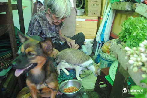 Chuyện về “gia đình nhỏ” của cụ bà cưu mang chó mèo hoang - ảnh 2