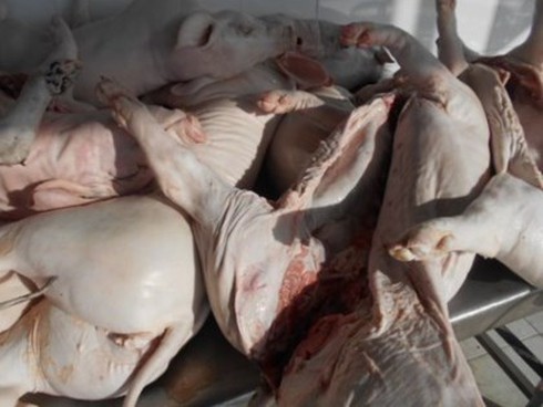 Xe khách chở hàng trăm con heo sữa thối bị bắt giữ trong đêm - ảnh 1