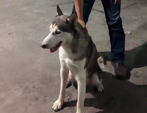 Bắt tại trận kẻ vừa trộm chó vừa tống tiền - ảnh 1