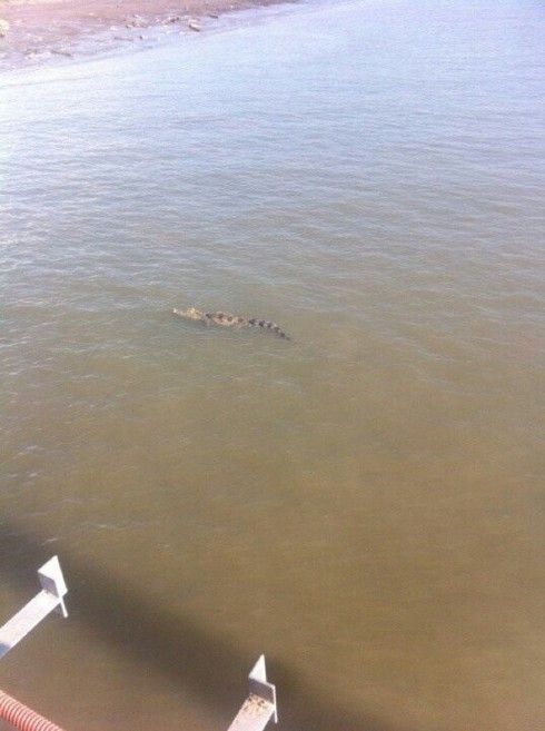 Đang tìm kiếm cá sấu 70kg trên sông Soài Rạp - ảnh 1