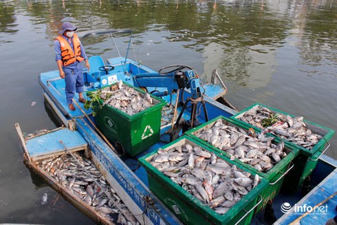 Đã vớt được 70 tấn cá chết trên kênh Nhiêu Lộc-Thị Nghè - ảnh 1