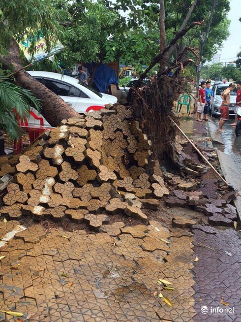 TP.HCM: Mưa to gió lớn khiến cây xà cừ lớn bật gốc đè trúng 3 ô tô - ảnh 1