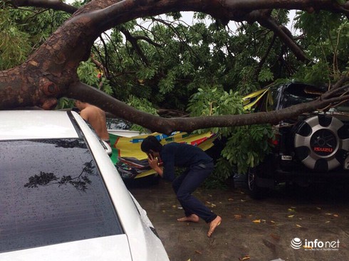 TP.HCM: Mưa to gió lớn khiến cây xà cừ lớn bật gốc đè trúng 3 ô tô - ảnh 2