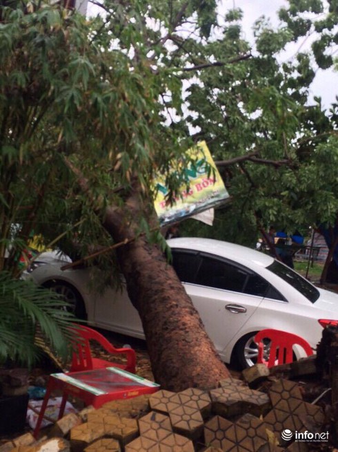 TP.HCM: Mưa to gió lớn khiến cây xà cừ lớn bật gốc đè trúng 3 ô tô - ảnh 3