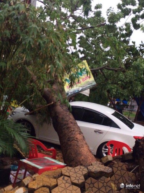 TP.HCM: Mưa to gió lớn khiến cây xà cừ lớn bật gốc đè trúng 3 ô tô - ảnh 4