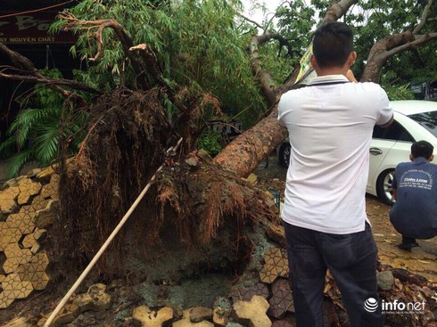 TP.HCM: Mưa to gió lớn khiến cây xà cừ lớn bật gốc đè trúng 3 ô tô - ảnh 5