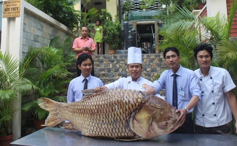 Sang tận Campuchia mua cá hô