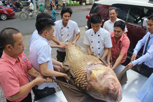 Sang tận Campuchia mua cá hô