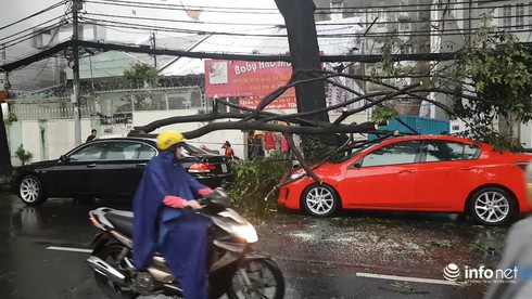Ma trận” cây xanh đổ trong mưa, gây họa cho người dân - ảnh 1