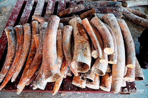 Bắt 1 tấn ngà voi nhập lậu giá trị hơn 40 tỷ đồng - ảnh 2