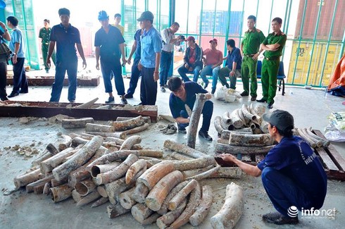 Bắt 1 tấn ngà voi nhập lậu giá trị hơn 40 tỷ đồng - ảnh 1
