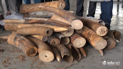 Phát hiện gần 500kg nghi ngà voi nhập lậu tại cảng Cát Lái - ảnh 1