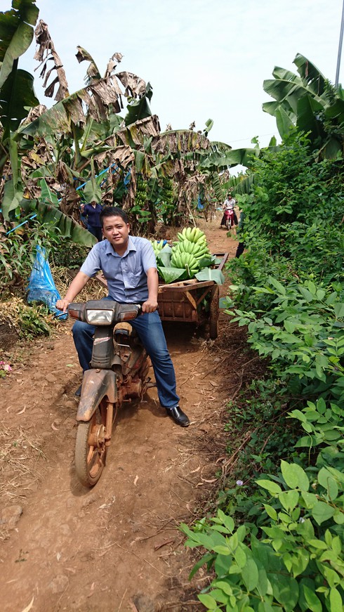 Chuối rẻ hơn bèo, nông dân đổ bỏ cho dê, bò ăn - ảnh 2