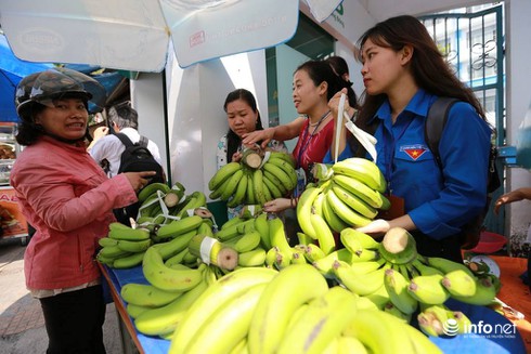 17.000 tấn chuối sắp chín, ai cứu? - ảnh 3