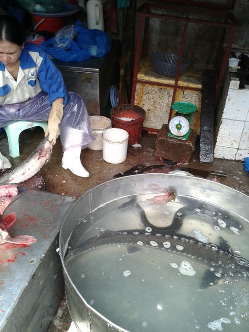 Tràn lan cá tầm Trung Quốc đội lốt Việt Nam - ảnh 2