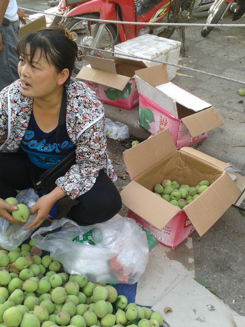 Lật tẩy đào Sa Pa dội chợ từ... Trung Quốc - ảnh 2