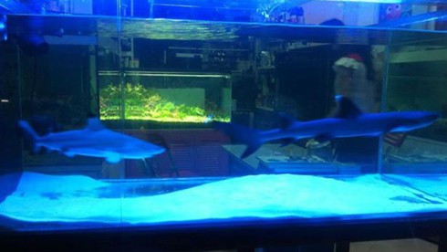 Đổ tiền săn cá mập cảnh ăn thịt giá chục triệu đồng/con - ảnh 1