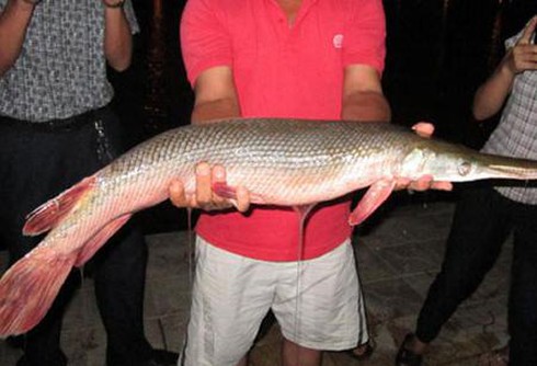 Cá sấu cảnh chục triệu/cặp ồ ạt... bán thanh lý - ảnh 2