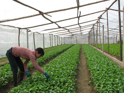 73% người bán buôn không phân biệt được rau an toàn - ảnh 1