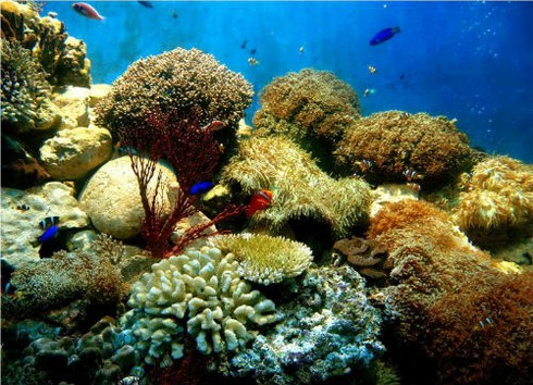 “Thám hiểm” thủy cung lớn nhất Việt Nam giữa lòng Hà Nội - ảnh 2