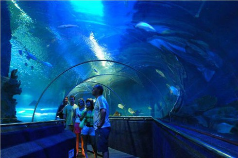 “Thám hiểm” thủy cung lớn nhất Việt Nam giữa lòng Hà Nội - ảnh 3