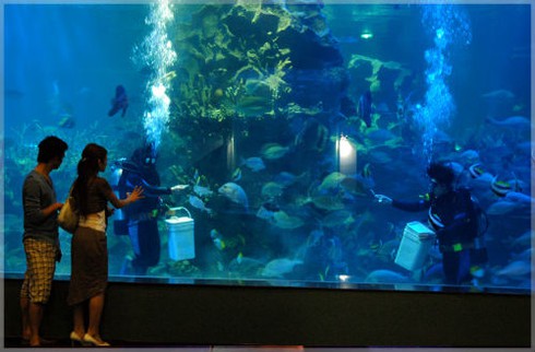 “Thám hiểm” thủy cung lớn nhất Việt Nam giữa lòng Hà Nội - ảnh 4