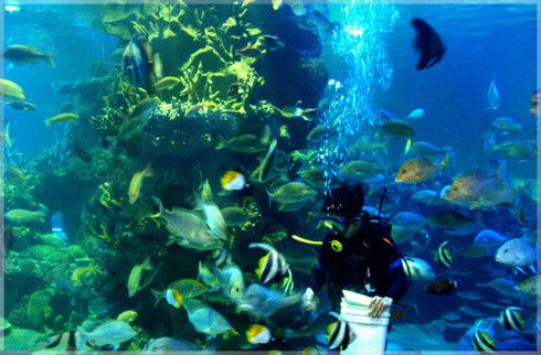 “Thám hiểm” thủy cung lớn nhất Việt Nam giữa lòng Hà Nội - ảnh 5