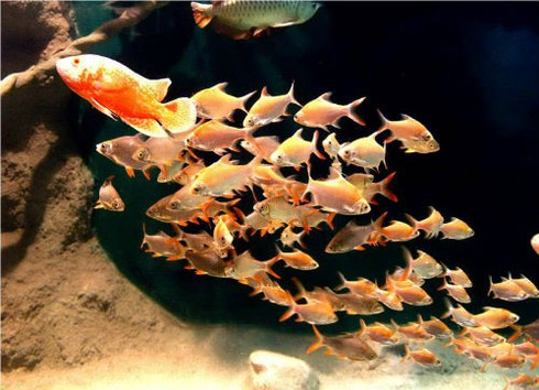 “Thám hiểm” thủy cung lớn nhất Việt Nam giữa lòng Hà Nội - ảnh 7