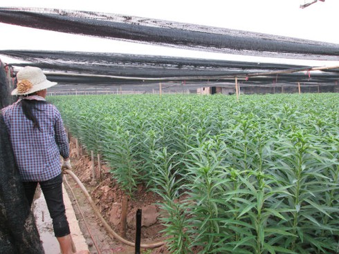 Đổ tiền tỷ vào canh bạc hoa ly Tết, canh cánh lo lỗ vốn - ảnh 3