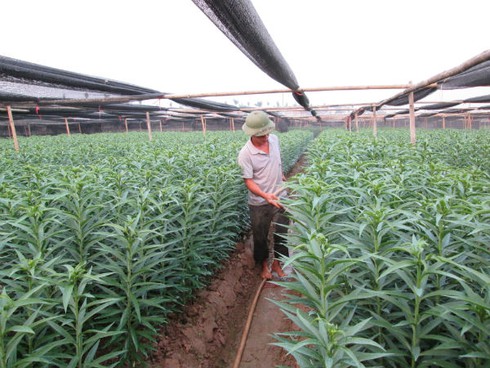 Đổ tiền tỷ vào canh bạc hoa ly Tết, canh cánh lo lỗ vốn - ảnh 1