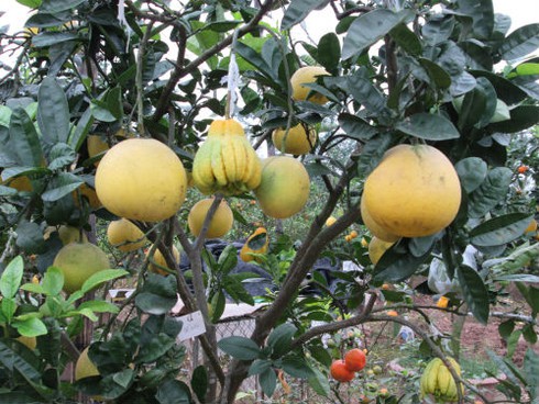 Săn lùng cây bảy loại quả giá khủng đón Tết - ảnh 11