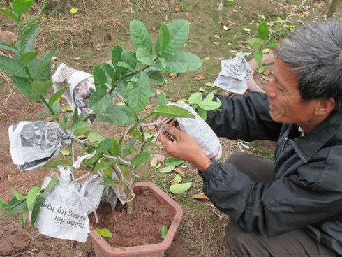 Săn lùng cây bảy loại quả giá khủng đón Tết - ảnh 13